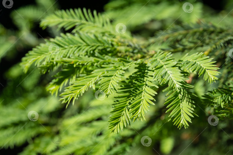 Скачать Крупный план зеленых листьев вечнозеленой секвойи sempervirens Glauca (береговое красное дерево) в дендрарии Парка южных культур в Сириусе (Адлер) Сочи. Обои с природой, скопируйте пространство. фотосток Ozero