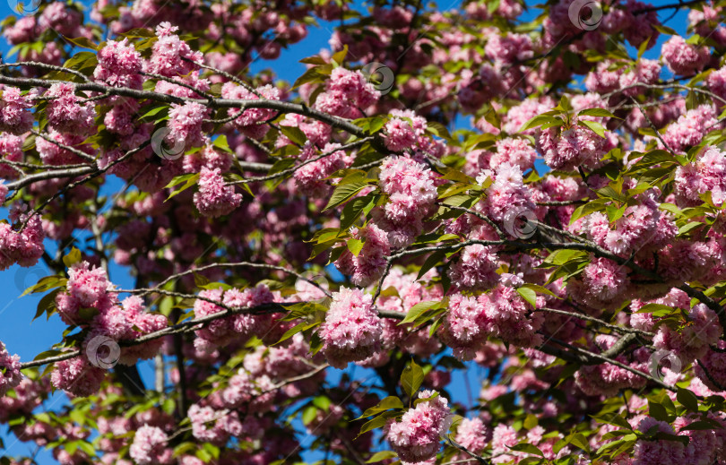 Скачать Розовые цветы Prunus 'Kanzan' (Prunus serrulata или Prunus lannesiana) крупным планом в городском парке Краснодара. Парк Галицкого весной 2021 года. Цветы японской вишни в качестве фона для обоев. Выборочный фокус фотосток Ozero