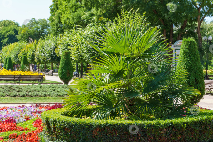 Скачать Клумба с китайской пальмой-ветряной мельницей (Trachycarpus fortunei) или пальмой Чусан фотосток Ozero