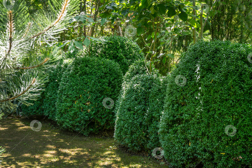 Скачать Самшит Buxus sempervirens или европейский самшит в ландшафтном саду. Подстриженные кусты самшита Buxus sempervirens со светло-зеленой молодой травой на лужайке на переднем плане. Место для вашего текста. фотосток Ozero