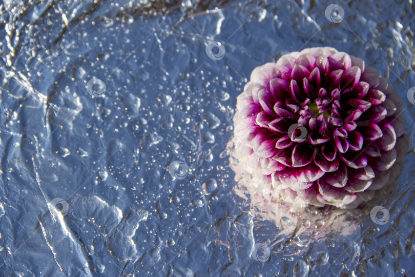 Скачать фиолетовый цветок георгина на серебристом фоне с каплями воды. фотосток Ozero