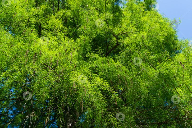 Скачать Цветущий таксодиум мукронатум (Taxodium Huegelii Lawson), широко известный как лысый кипарис Монтесумы или кипарис Монтесумы в весеннем дендрарии Парка южных культур в Сириусе (Адлер) Сочи. фотосток Ozero