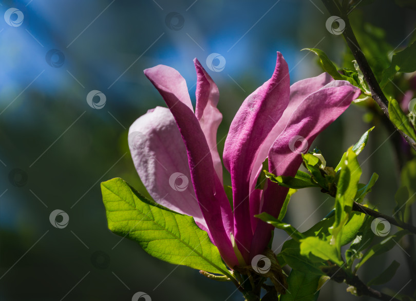 Скачать Крупный розовый цветок магнолии Сьюзен (Magnolia liliiflora x Magnolia stellata). Прекрасное цветение в весеннем саду. Выборочный фокус. Концепция природы для дизайна. Место для вашего текста. фотосток Ozero