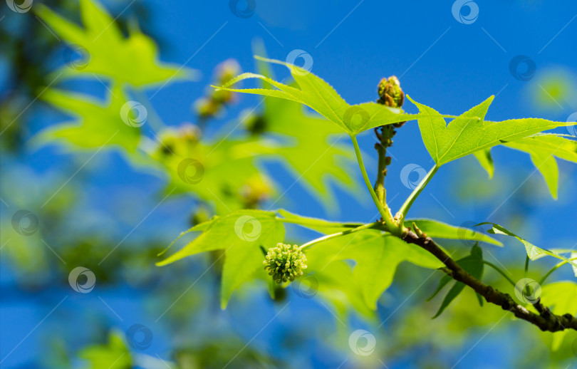 Скачать Зеленые семена с цветами и молодыми листьями Liquidambar styraciflua, янтарное дерево на фоне голубого неба в весенний день. Концепция природы для дизайна. Выборочный фокус фотосток Ozero