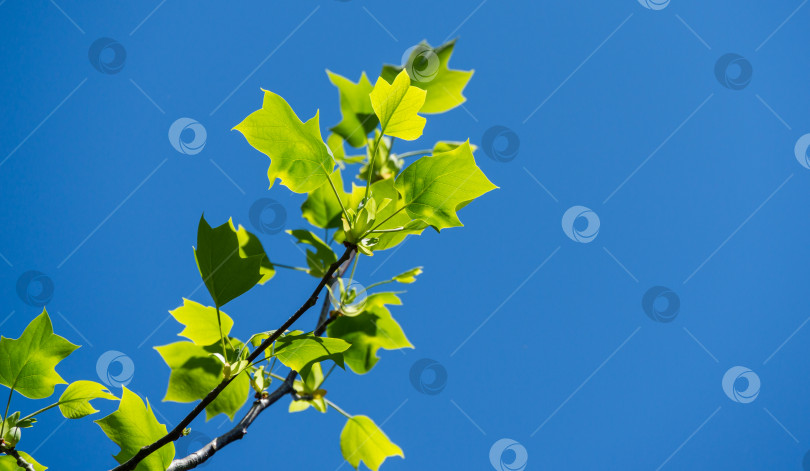 Скачать Молодые ярко-зеленые листья тюльпанного дерева (Liriodendron tulipifera), называемого Тюльпанным деревом, американским или тюльпановым тополем, на фоне голубого неба. Выборочный фокус. Есть место для текста фотосток Ozero