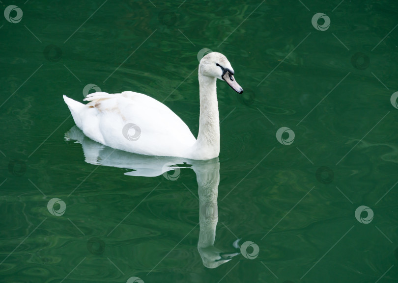 Скачать Молодой белый лебедь Cygnus olor. Редкий лебедь, находящийся под угрозой исчезновения, на изумрудной воде озера в дендрарии Парка южных культур в Сириусе (Адлер). Солнечный весенний день. фотосток Ozero