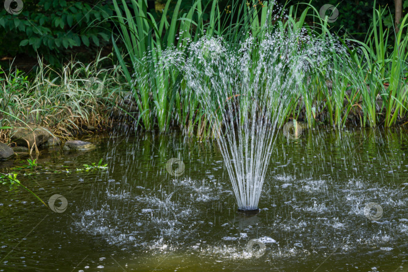 Скачать Красивый фонтан в садовом пруду на фоне изумрудной зелени тенистого летнего сада. Свежесть струй воды создает настроение расслабления и счастья. фотосток Ozero