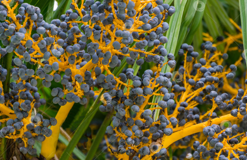 Скачать Голубые плоды китайской пальмы ветряной мельницы (Trachycarpus fortunei) или пальмы Чусан. Крупный план спелых плодов в весеннем дендрарии Парка южных культур в Сириусе (Адлер) Сочи. Концепция природы для дизайна. фотосток Ozero