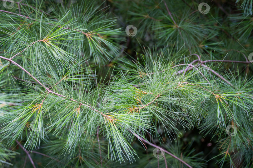 Скачать Длинные зеленые иглы белой сосны Pinus strobus на фоне солнца в размытом зеленом саду. Выборочный макрофокус верхних игл справа. Оригинальная текстура натуральной сосновой зелени. Место для вашего текста фотосток Ozero