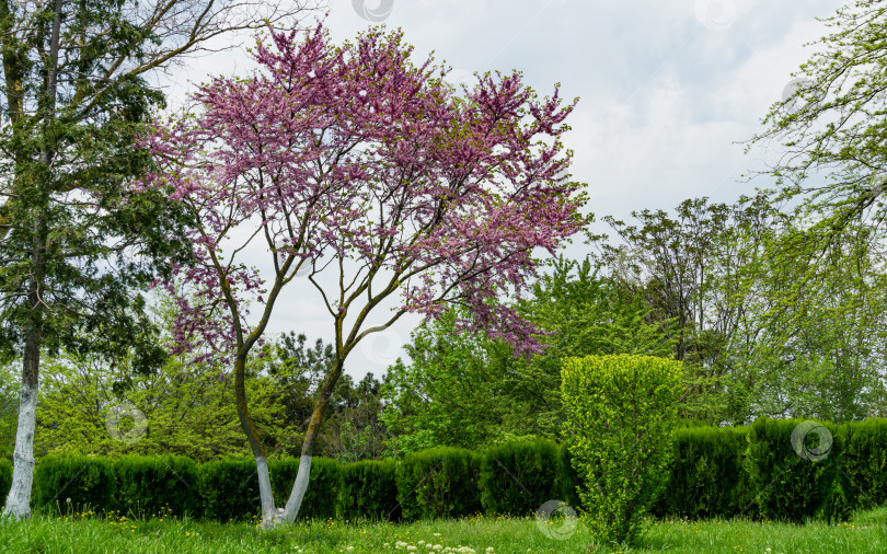 Скачать Пурпурный весенний цветок Cercis canadensis в деревне Архипо-Осиповка. Красивые сформированные гроздья на тихом черноморском курорте. Избирательный подход. Природная концепция дизайна с пространством copt фотосток Ozero