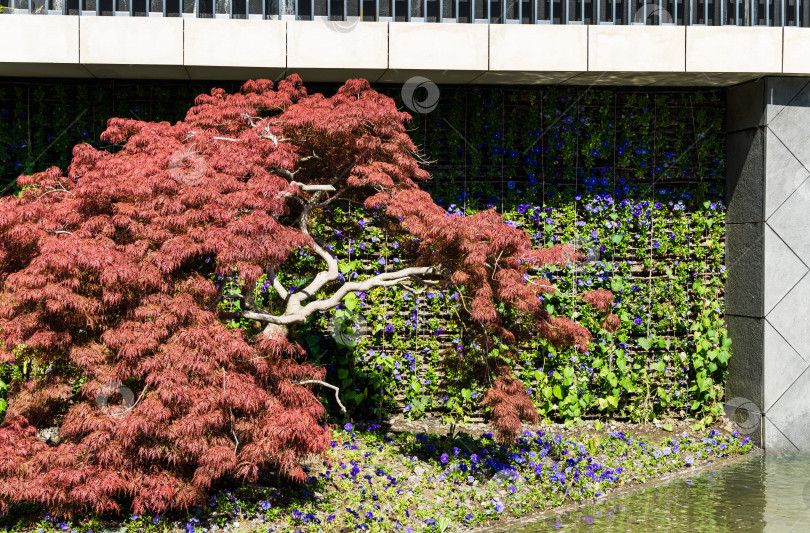 Скачать Изящный Acer Palmatum Dissectum на декоративной стене с водой в японском дворике в городском парке Краснодара. Парк Галицкого солнечной весной 2021 года фотосток Ozero