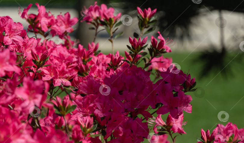 Скачать Ярко-красный рододендрон Azalea japonica крупным планом. Роскошные соцветия рододендрона в общественном ландшафтном городском парке "Краснодарский" или "Галицкий". Декоративный рододендрон с красивыми розовыми цветами фотосток Ozero