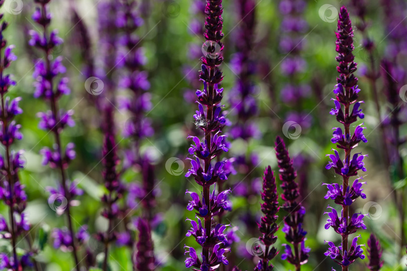 Скачать Цветущий фиолетовый шалфей на полукруглых террасах в городском парке Краснодара или парке Галицкого солнечной весной 2021 года. Концепция природы с размытым фоном и избирательным акцентом на цветах крупным планом фотосток Ozero
