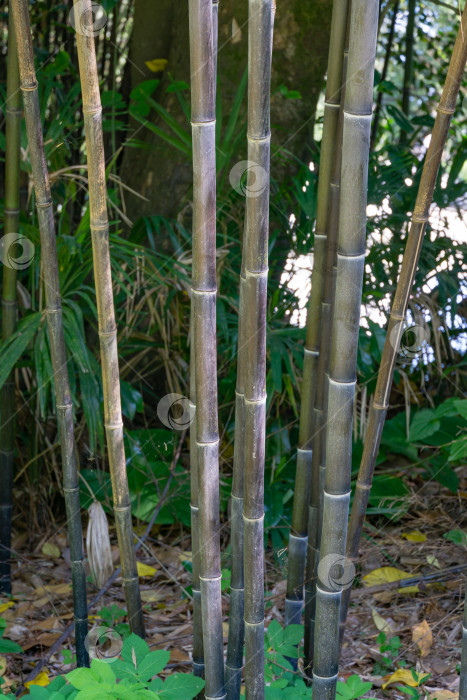 Скачать Красивый бамбук Phyllostachys nigra, широко известный как черный бамбук, растет в весеннем дендрарии Парка южных культур в Сириусе (Адлер), Сочи. Прекрасная тема для любого дизайна. Избирательный подход фотосток Ozero