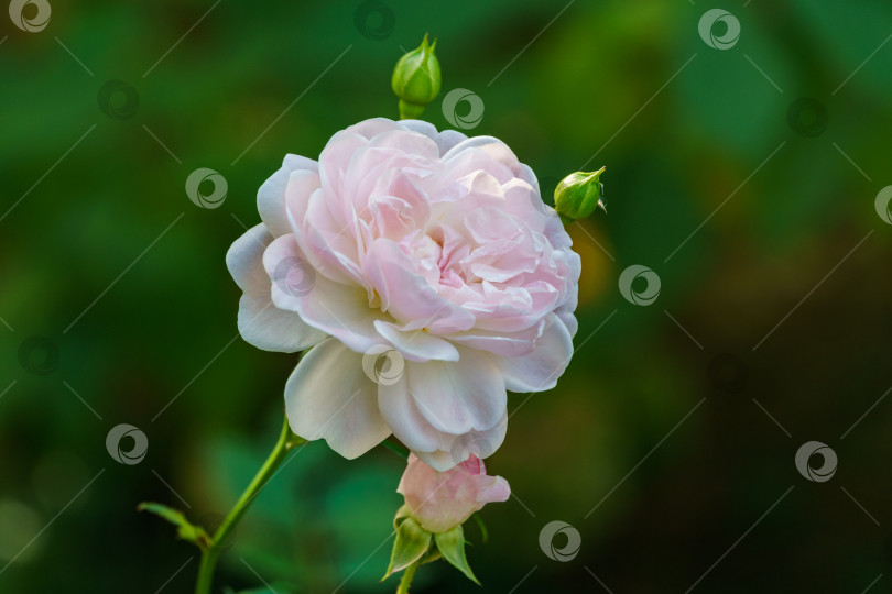 Скачать Красивая цветущая роза-белый цветок розы, морская пена. Крупный план нежной веточки кустовой розы на размытом фоне. Цветочный фон природы с пространством для копирования. Романтический художественный образ. Выборочный фокус фотосток Ozero