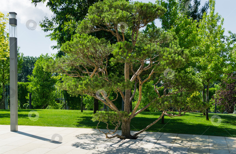 Скачать Красивая сосна бонсай (Pinus sylvestris) с пышной хвоей в общественном ландшафтном городском парке Краснодара или парке Галицкого солнечным летом 2021 года фотосток Ozero