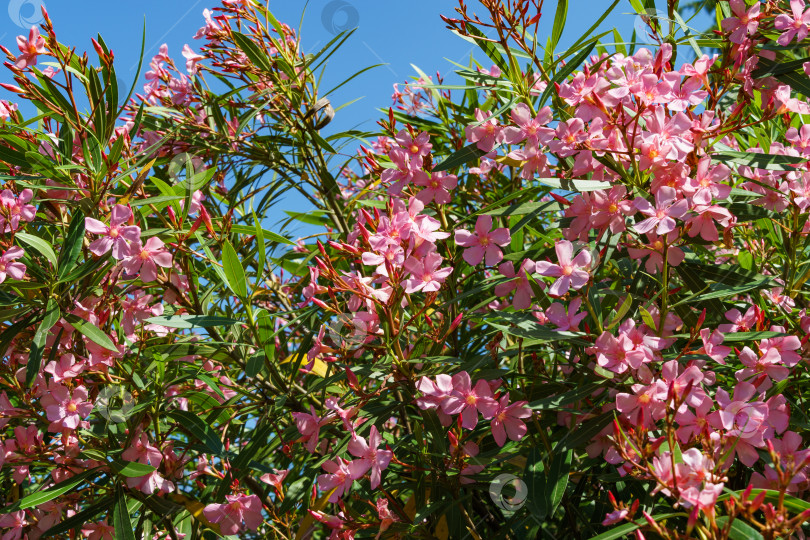 Скачать Красивый розовый цветок олеандра (Nerium oleander). Цветение дерева Nerium oleander flowers. Розовые цветы на кустарнике в центре города-курорта Сочи. Токсичен во всех своих проявлениях. фотосток Ozero