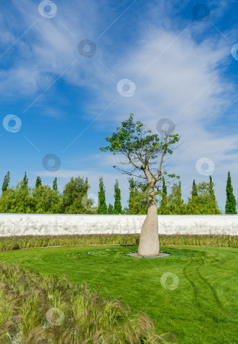 Скачать Дерево шелковой нити (Chorisia speciosa или Ceiba speciosa) в художественной композиции "Искусственная среда", созданной художниками Recycle Group. Общественный ландшафт "Парк Галицкого". Краснодар, Россия — 27 мая 2021 г. фотосток Ozero