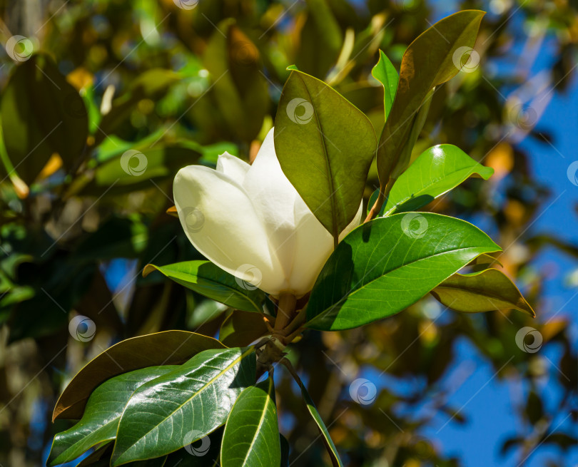 Скачать Крупный белый ароматный цветок вечнозеленой южной магнолии (Magnolia Grandiflora) в городском парке Краснодара. Цветущая магнолия в общественном ландшафте "Парк Галицкого" для отдыха и прогулок в солнечном июне фотосток Ozero