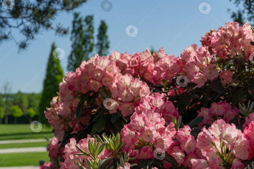 Скачать Пейзаж с цветущим кустом Rhododendron Yakushimanum 'Fantastica'. Большая розовая цветущая азалия в общественном ландшафтном городском парке "Краснодар" или "Парк Галицкого". Лучшее место для отдыха и прогулок фотосток Ozero