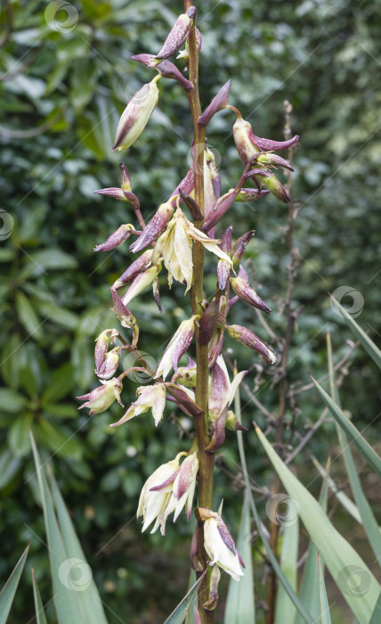 Скачать Цветущая юкка глориоза Тристис Карриере (Yucca recurvifolia), юкка криволистная или испанская кинжаловидная. Декоративное растение в весеннем дендрарии Парка южных культур в Сириусе (Адлер) Сочи фотосток Ozero