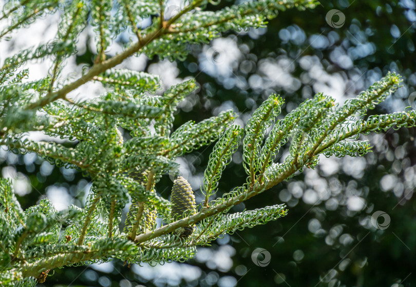 Скачать Ель Abies koreana Silberlocke с молодыми голубыми шишками на ветке. Зеленые и серебристые еловые иголки на корейской пихте. Выборочный природный фокус крупным планом в саду. Концепция естественного дизайна фотосток Ozero