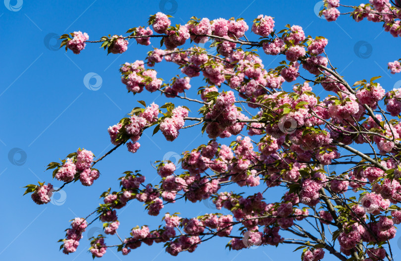 Скачать Розовые цветы Prunus 'Kanzan' (Prunus serrulata или Prunus lannesiana) крупным планом в городском парке Краснодара. Парк Галицкого весной 2021 года. Цветы японской вишни в качестве фона для обоев. Выборочный фокус фотосток Ozero