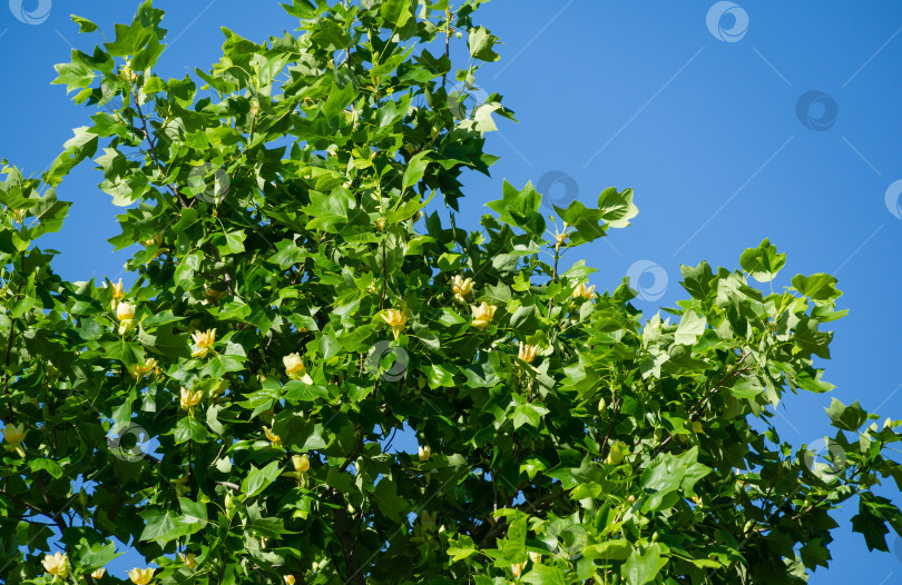 Скачать Много цветов на тюльпанном дереве (Liriodendron tulipifera) в городском парке Краснодара. Общественный ландшафт "Парк Галицкого" для отдыха. Американское тюльпанное дерево или тюльпановый тополь на фоне голубого неба. фотосток Ozero