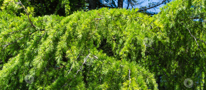 Скачать Крупный план зеленых иголок гималайского кедра (Cedrus Deodara, Деодар), растущего в курортном городе Адлер недалеко от Сочи. Выборочный фокус. Красивый естественный зеленый фон для любого дизайна фотосток Ozero