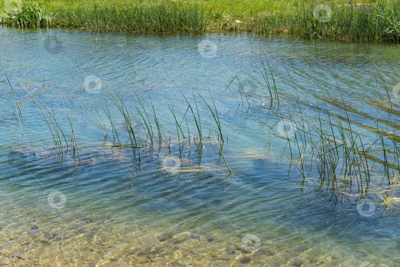 Скачать Изумрудная вода горной реки Тешебс с зарослями Schoenoplectus lacustris, камыша озерного или камыша обыкновенного. Река впадает в Черное море у села Архипо-Осиповка фотосток Ozero