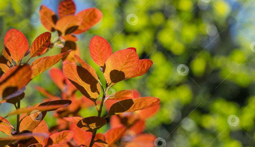 Скачать Молодые фиолетовые листья Cotinus coggygria Royal Purple (Rhus cotinus, европейское дымчатое дерево) с цветами на фоне солнечного света на фоне размытой зелени в весеннем саду фотосток Ozero