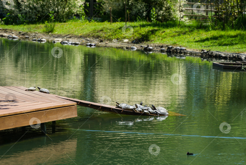 Скачать Сытые довольные красноухие ползунки (Trachemys scripta elegans) греются на весеннем солнышке на деревянной веранде в дендрарии Парка южных культур в Сириусе (Адлер). фотосток Ozero