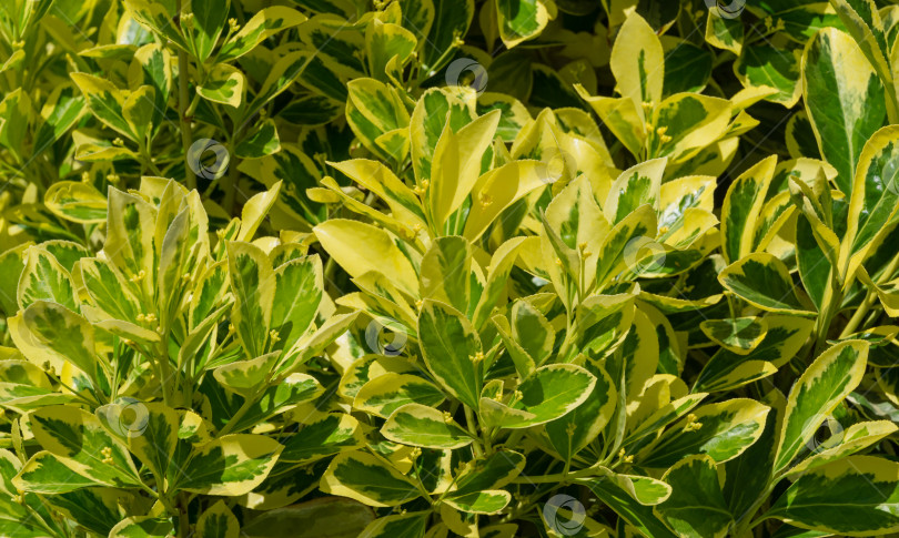 Скачать Euonymus japonicus Aureo-Marginata с пестрыми зелено-желтыми листьями на размытом зеленом фоне в Архипо-Осиповке. Элегантный фон для естественного дизайна. Выборочный мягкий фокус, место для текста. фотосток Ozero