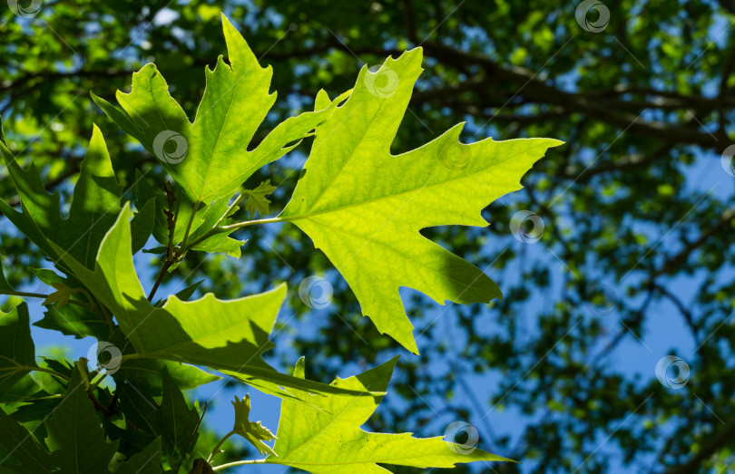 Скачать Молодые пушистые зеленые листья платана американского (Platanus occidentalis) на фоне солнца в Сочи-парке Адлера. Ярко-зеленый лист на размытом фоне леса на фоне голубого неба. фотосток Ozero