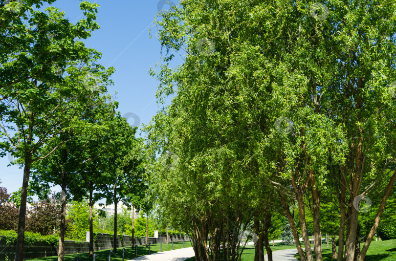 Скачать Крупный план зеленой изящной листвы лысого кипариса Taxodium Distichum (болотного, белого кипариса, заливного или приливного красного кипариса) в общественном ландшафтном городском парке Краснодара или парке Галицкого солнечной весной 2021 года фотосток Ozero