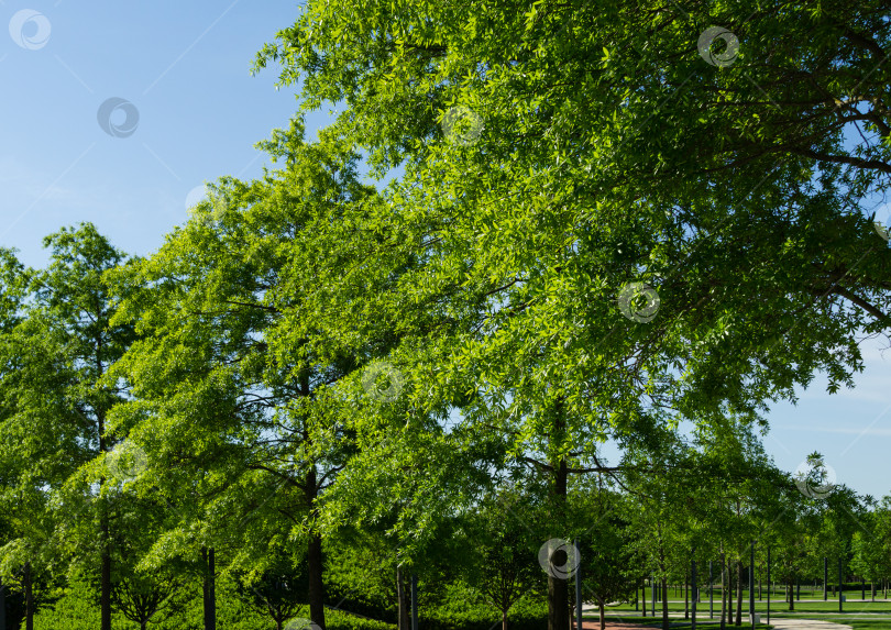 Скачать Аллея красивых деревьев ивового дуба (Quercus phellos) под солнцем. Дубы растут вокруг одной из зон отдыха парка в общественном ландшафтном городском парке "Краснодар" или "Парк Галицкого". Весна 2021 года фотосток Ozero