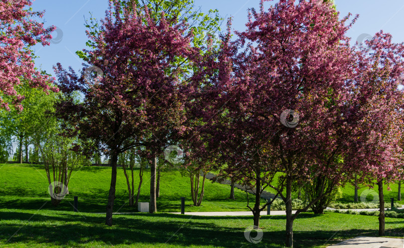 Скачать Розовые цветки яблони Malus pumila 'Niedzwetzkyana'. Темно-розовые цветки яблони Недзвецкого в общественном ландшафтном городском парке Краснодара или парке Галицкого.  Выборочный крупный план для весеннего дизайна. фотосток Ozero