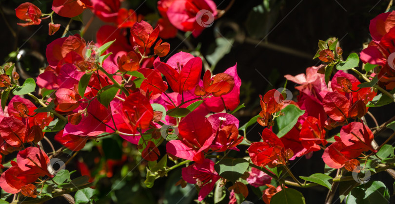 Скачать Крупным планом красивые красно-розовые цветы бугенвиллеи в городском парке Краснодара. Парк Галицкого солнечной весной 2021 года. Цветы бугенвиллеи в качестве текстурного фона обоев. Выборочный фокус крупным планом фотосток Ozero