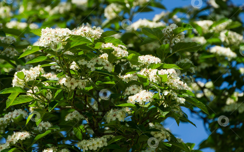 Скачать Цветущий белоцветковый Crataegus persimilis 'Prunifolia' (Широколистное шиповниковое дерево), перисто-листовой боярышник в городском парке Краснодара. Общественный ландшафт "Парк Галицкого" солнечной весной 2021 года фотосток Ozero