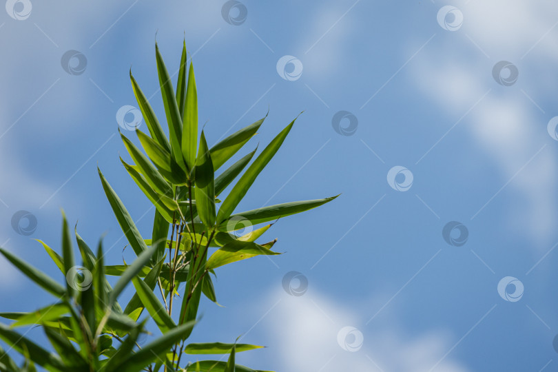 Скачать Зеленые листья бамбука Phyllostachys aureosulcata. Вечнозеленое изящное растение на фоне ярко-голубого неба с белыми облаками. Прекрасная тема для любого дизайна. Избирательный фокус фотосток Ozero