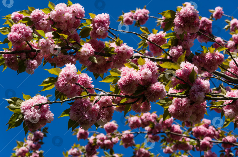 Скачать Розовые цветы Prunus 'Kanzan' (Prunus serrulata или Prunus lannesiana) крупным планом в городском парке Краснодара. Парк Галицкого весной 2021 года. Цветы японской вишни в качестве фона для обоев. Выборочный фокус фотосток Ozero