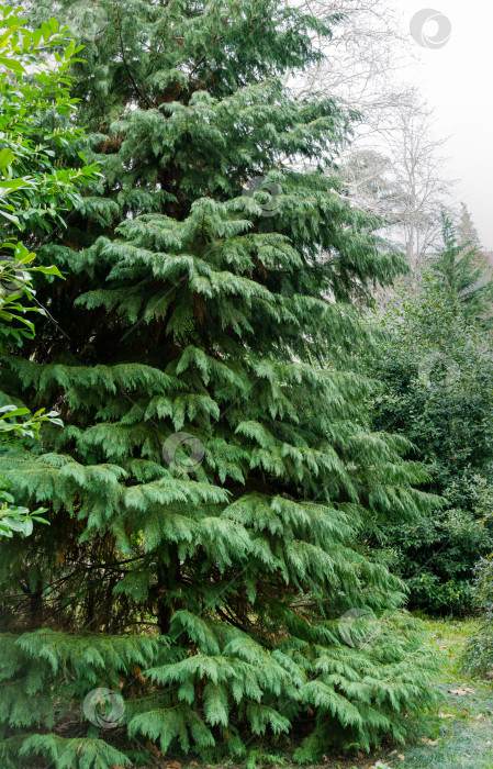 Скачать Кипарис Лоусона (Chamaecyparis Lawsoniana), известный как Порт-Орфордский кедр, белый или орегонский кедр, в весенний день в дендрарии Парка южных культур в Сириусе (Адлер). Концепция природы для дизайна фотосток Ozero