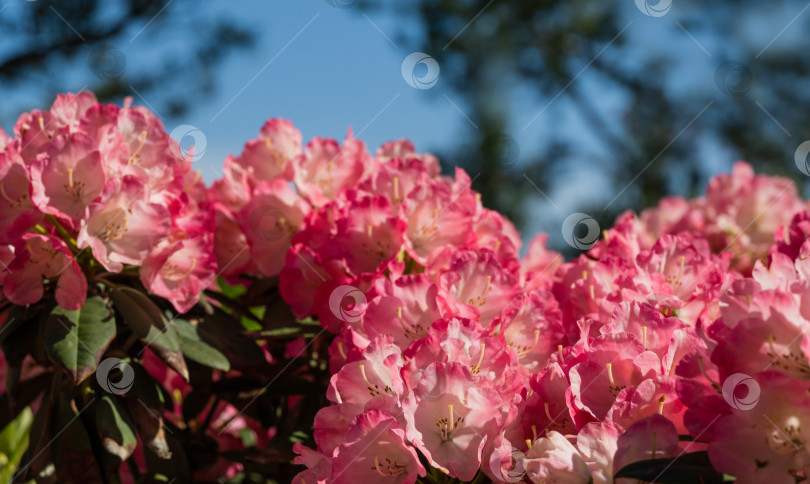 Скачать Крупный план цветущего куста Rhododendron Yakushimanum 'Fantastica'. Большая розовая цветущая азалия в общественном ландшафтном городском парке "Краснодар" или "Парк Галицкого". Лучшее место для отдыха и прогулок фотосток Ozero