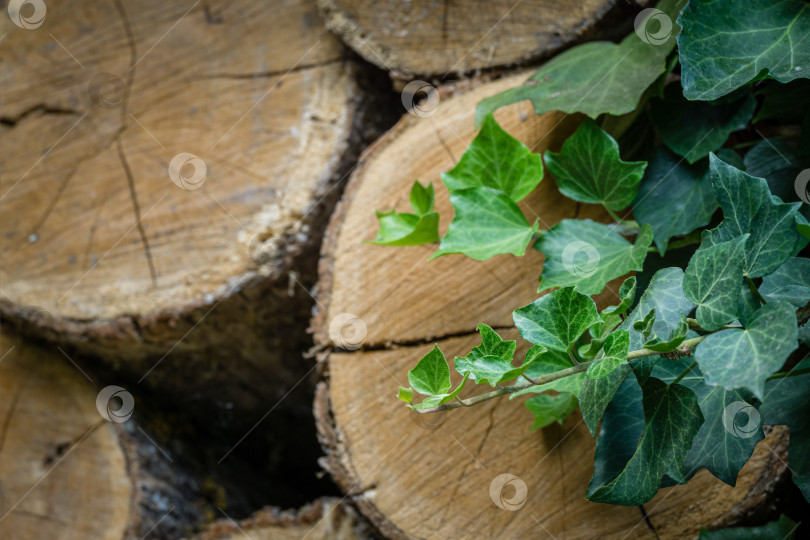 Скачать Крупным планом зеленые листья английского плюща (Hedera helix, европейский плющ) на фоне измельченной и уложенной стопкой древесины натурального дуба. Концепция природы для дизайна с местом для текста фотосток Ozero