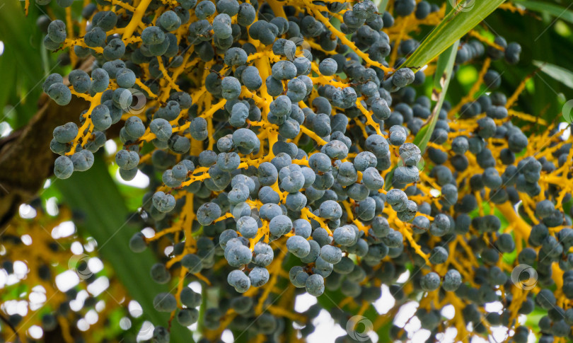 Скачать Голубые плоды китайской пальмы ветряной мельницы (Trachycarpus fortunei) или пальмы Чусан. Крупный план спелых плодов в весеннем дендрарии Парка южных культур в Сириусе (Адлер) Сочи. Концепция природы для дизайна. фотосток Ozero