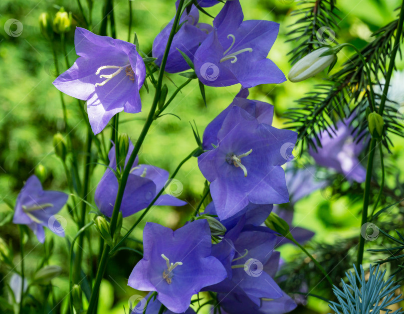 Скачать Крупный план фиолетово-голубых цветов Campanula persicifolia (колокольчик с персиковыми листьями) на размытой зелени весеннего сада. фотосток Ozero