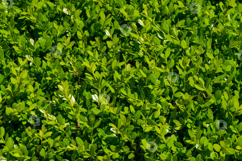 Скачать Крупный план яркой блестящей молодой зеленой листвы самшита Buxus sempervirens на набережной Архипо-Осиповки. Идеальный фон для любой природной тематики. Выборочный фокус фотосток Ozero