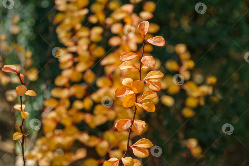 Скачать Элегантная ветка барбариса прямостоячего Berberis thunbergii с желтыми и золотистыми осенними листьями на размытом темно-зеленом фоне. Природная концепция дизайна. Выборочный фокус фотосток Ozero