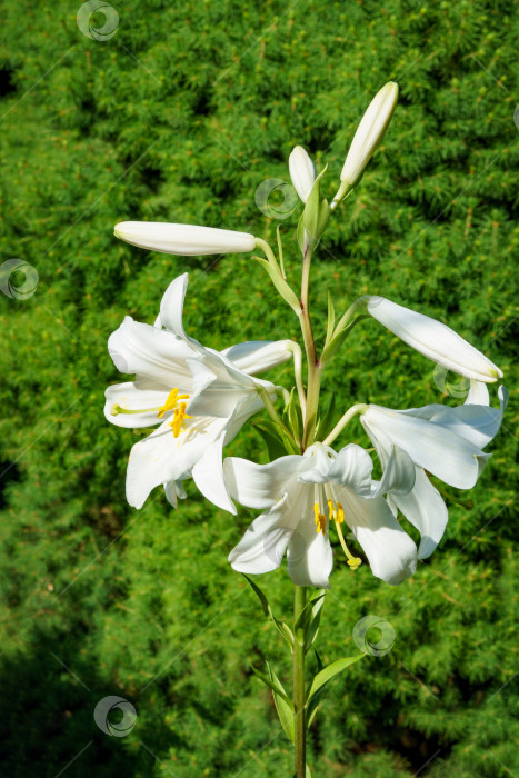 Скачать Белая лилия Мадонна, или цветок Lilium Candidum на естественном темном вечнозеленом фоне. Белая лилия. Избирательный фокус. Концепция природы фотосток Ozero