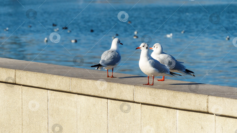 Скачать Три тонкоклювые чайки (Larus genei, Chroicocephalus genei) сидят на сером парапете набережной на фоне голубой воды Черного моря. фотосток Ozero